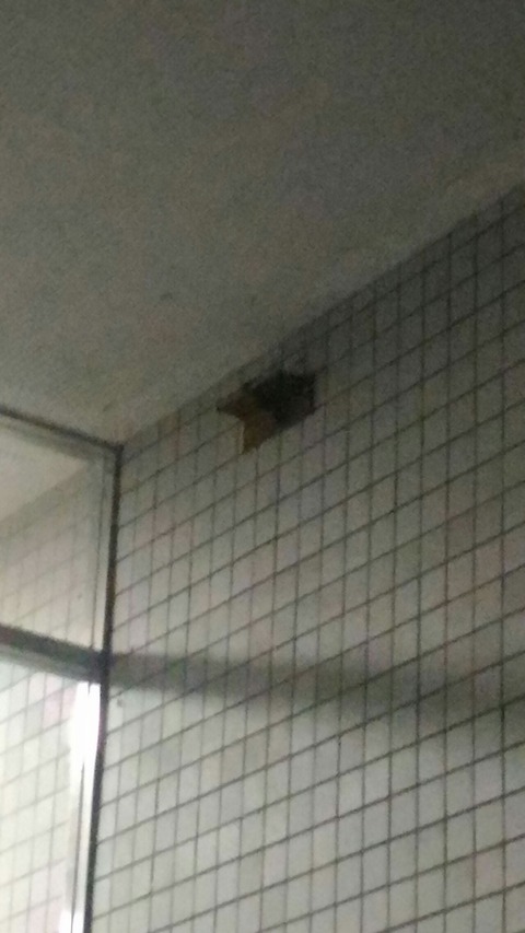 [画像:90d5fd72-s.jpg]